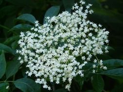 white inflorescence of black elderberry close up