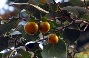 coromandel ebony with fruits