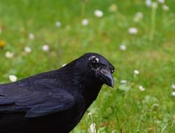 portrait of curious black raven bird