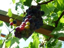 ripe blue grapes on the vine