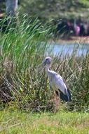 Crane near the reed on the river bank