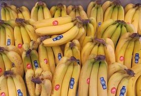 stall with yellow bananas