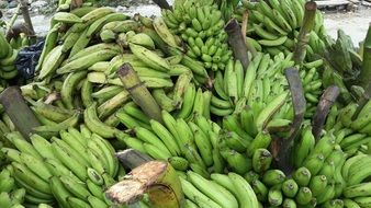 lots of green bananas