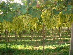 green grapes at a winery in spring