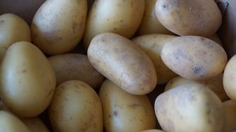 closeup of young fresh potatoes