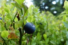 blueberries on the stem of a plant