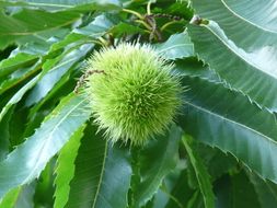 chestnut in a spiky green shell on a tree