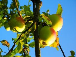 apple tree with fruits