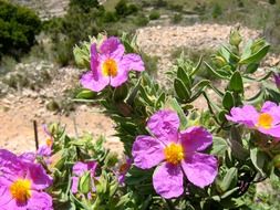 blooming jara steppe vegetable flowers
