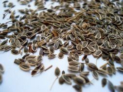 sprinkled dill seeds