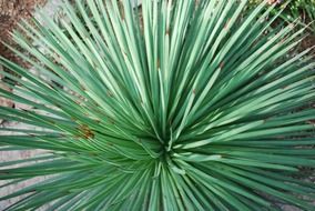 a top view on the green spines of cactus