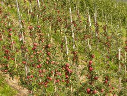 Plantation with apples