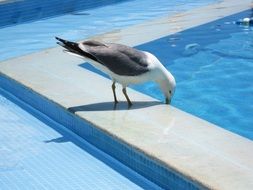 drinking seagull by the pool