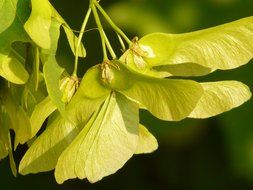 Green maple fruit in a garden