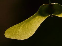 maple seeds on black background