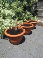 Flower pots with seeds in the street