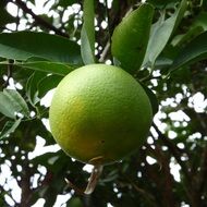 green orange fruit ripening on tree