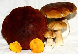 edible mushrooms on a white background