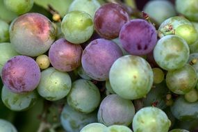 grapes macro immature