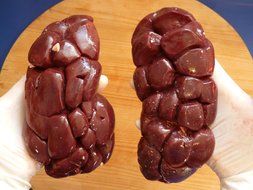 Photo of red bovine kidney