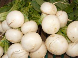 turnip nevett plant