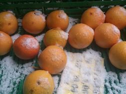 oranges on the snow