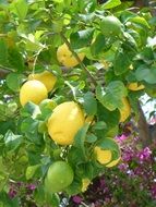 picture of the lemon bush