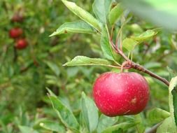 red Apple on branch