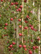 Plantation with red apples