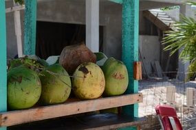 green fresh coconuts on shelf