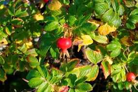 wild red berries with many green leaves