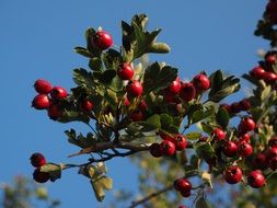 red berries fruits bush rosaceae