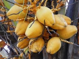 exotic yellow bread fruit close-up