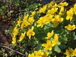 yellow blooming buttercup spring flowers