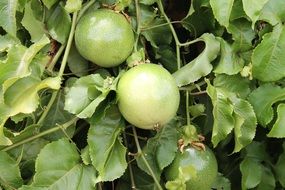 green passion fruit on a branch