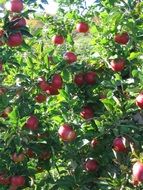 red apples on a green tree in light in autumn