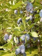 plum on branches of a tree