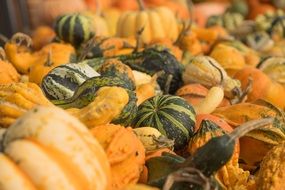 colorful pumpkins on the counter