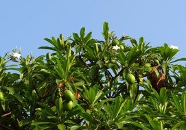 mango tree with fruits
