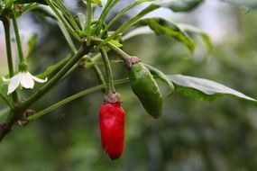 green and red chili peppers on a branch