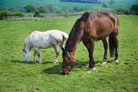 white and brown horses on a green pasture