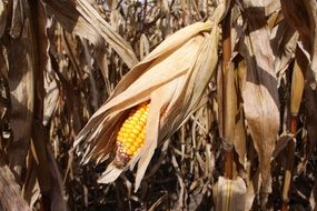 fruit of corn on a dry stalk