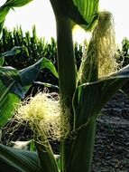green corn cob