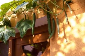 climbing cucumber