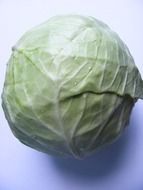 tasty and fresh antioxidant cabbage