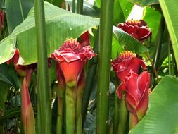 ginger tropical flowers close-up