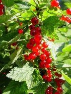 red currant shrub with berries in garden