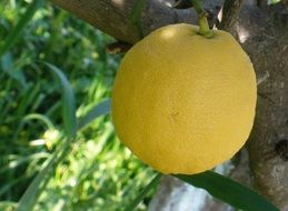 ripe lemon on a tree