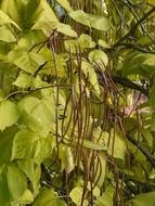 catalpa pods light