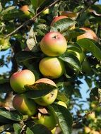 branches of apple trees in the sun